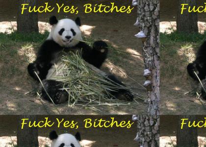 Pandas fucking own you