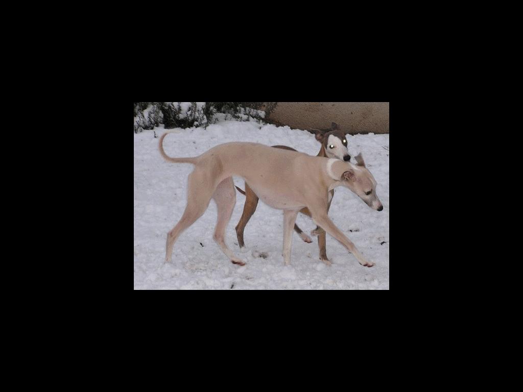 whippet