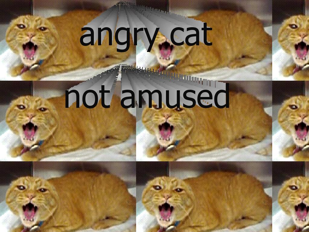 angryercat