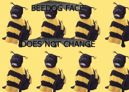 BEEDOG FACE DOES NOT CHANGE
