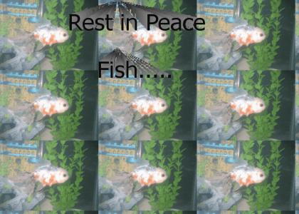 May you Rest in Peace fish