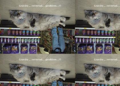 Gravity cat (too many postes but wtf?)