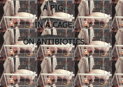 A Pig. In A Cage. On Antibiotics.