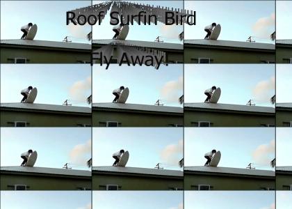 Roof Surfing Bird Fly Away