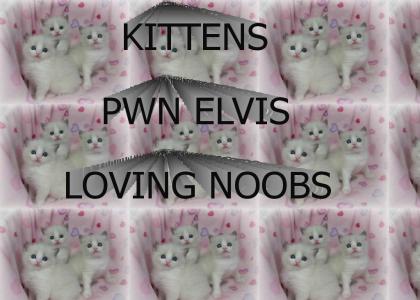 kittens pwn nubz