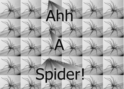 Spider on the floor!
