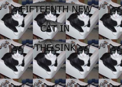 FIFTEENTH NEW CAT IN THE SINK