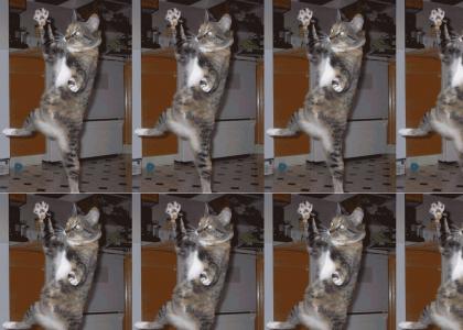 Cat Strobe Dance