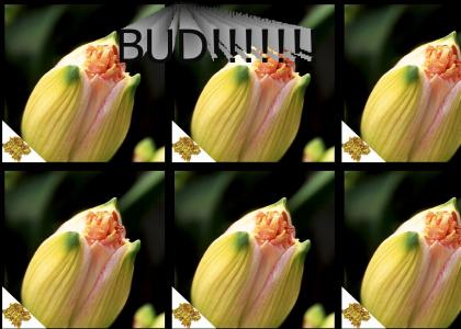 Heh:Bud!