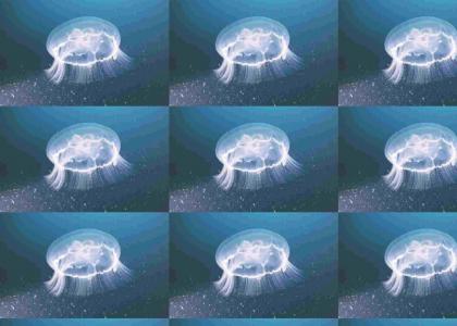 Look a jellyfish