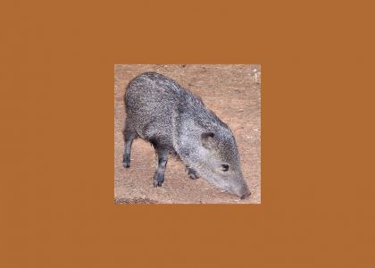 CUTETMND: Peccaries