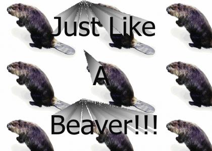 Like a Beaver