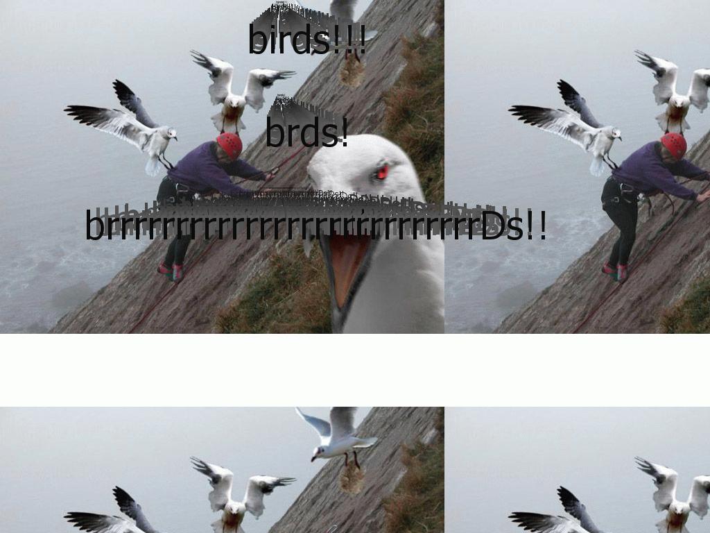 birddddeees