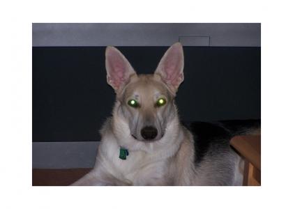 German Shepherd stares into your soul