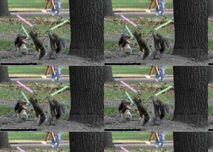 Squirrel duel