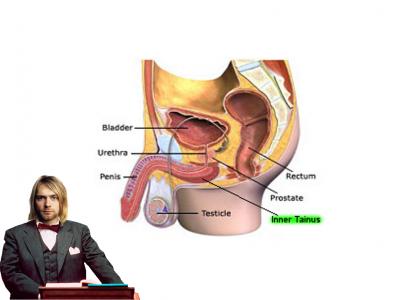 kurt cobain becomes a professor of human anatomy and discovers a new part of the male reproductive system