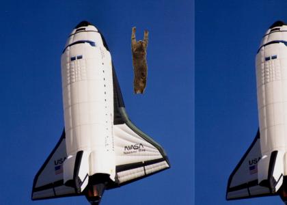 Gravity cat is not amused by space shuttle V1