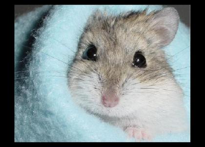 Hamster Stares into Your Soul