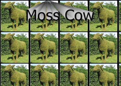 Moss Cow, Moss Cow