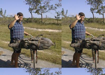 owned pig on bike