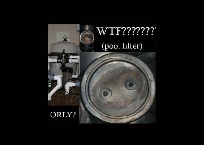 WTF IS IN MY POOL FILTER???