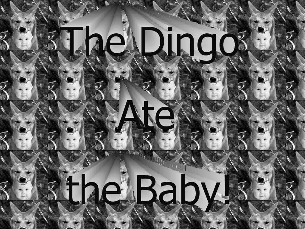 dingobaby