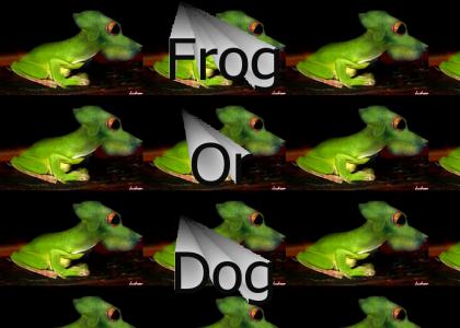 Is It  A Dog Or Is It A Frog?!?!?