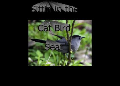 Sittin in the Cat Bird Seat