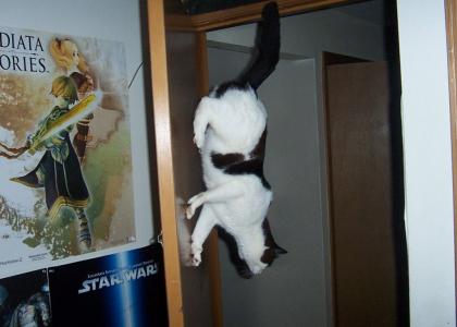 Go Go Matrix Cat!