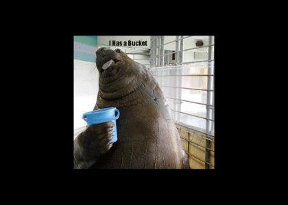 Walrus Has A Bucket