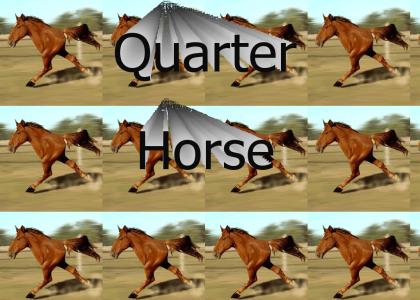 Quarter Horse