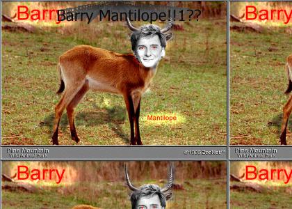 Barry Mantilope
