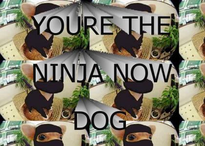 Ninjadog