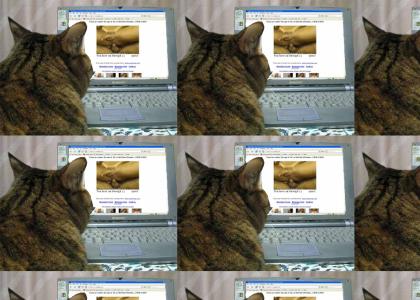 cats love teh interwebs