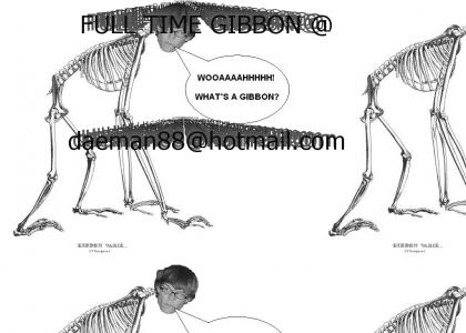 full time gibbon