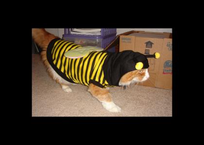 The Bee Cat