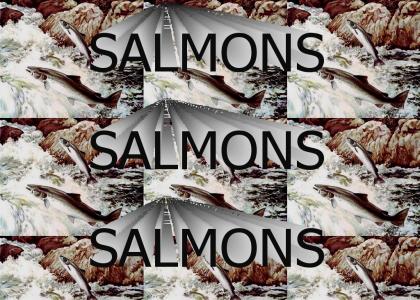 SALMONS!