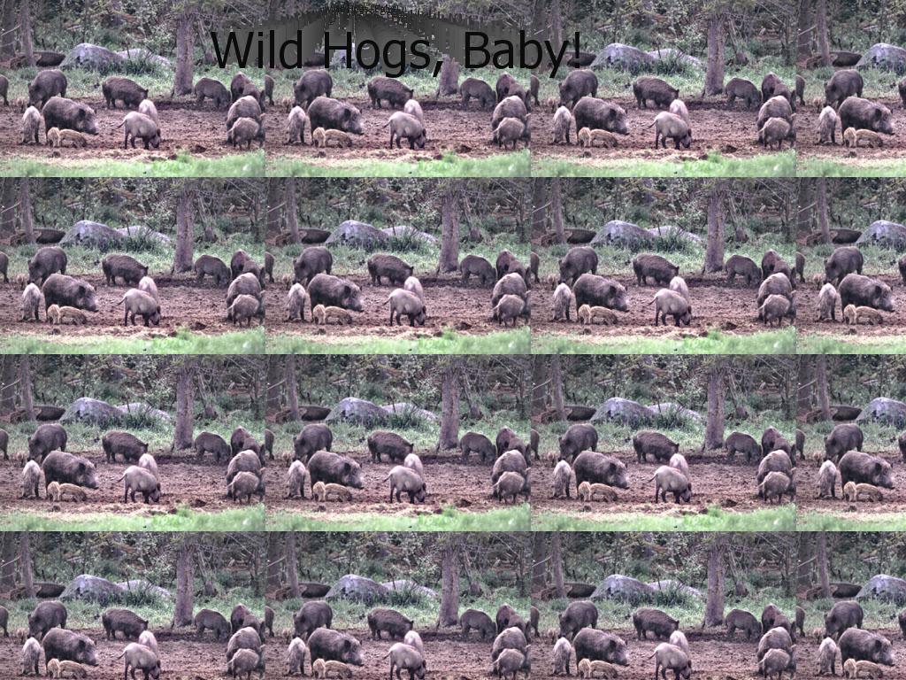 wildhogsbaby