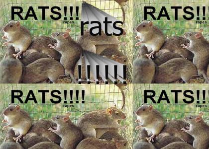 rats!