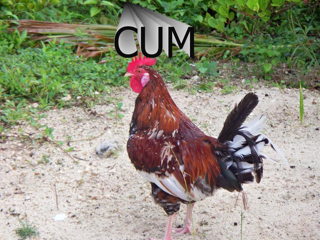 cumcock