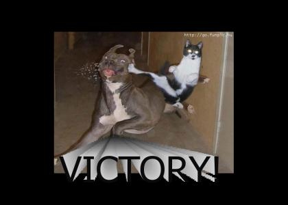 victory for cats