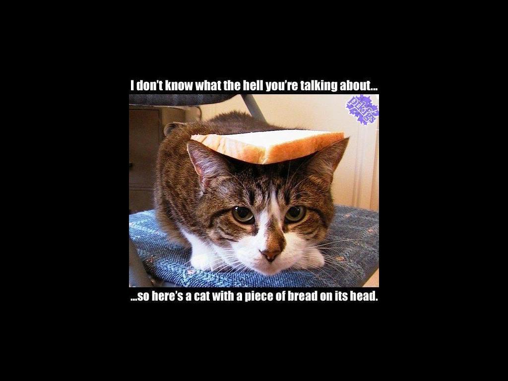 catbreadhead