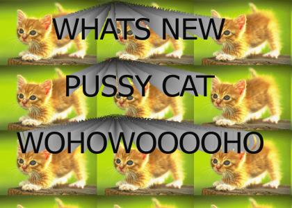 I love Pussy... CATS!