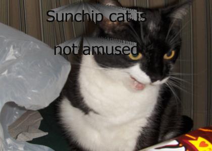 Sunchip cat is not amused
