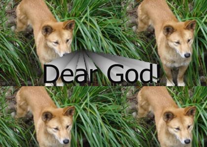 Dingo confesses!