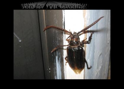 Bug of the Year Awards! Round 3