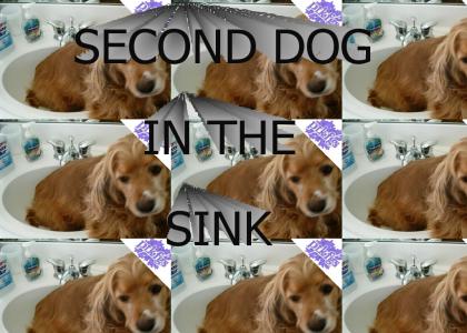PTKFGS: SECOND DOG IN THE SINK