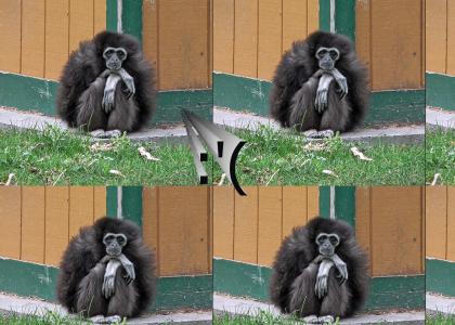 emo gibbon