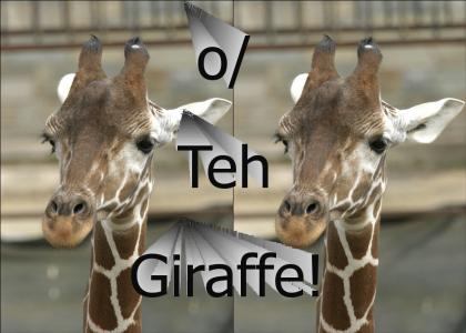 o/ Giraffe o/