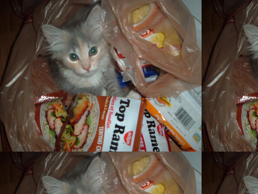 kittensramen